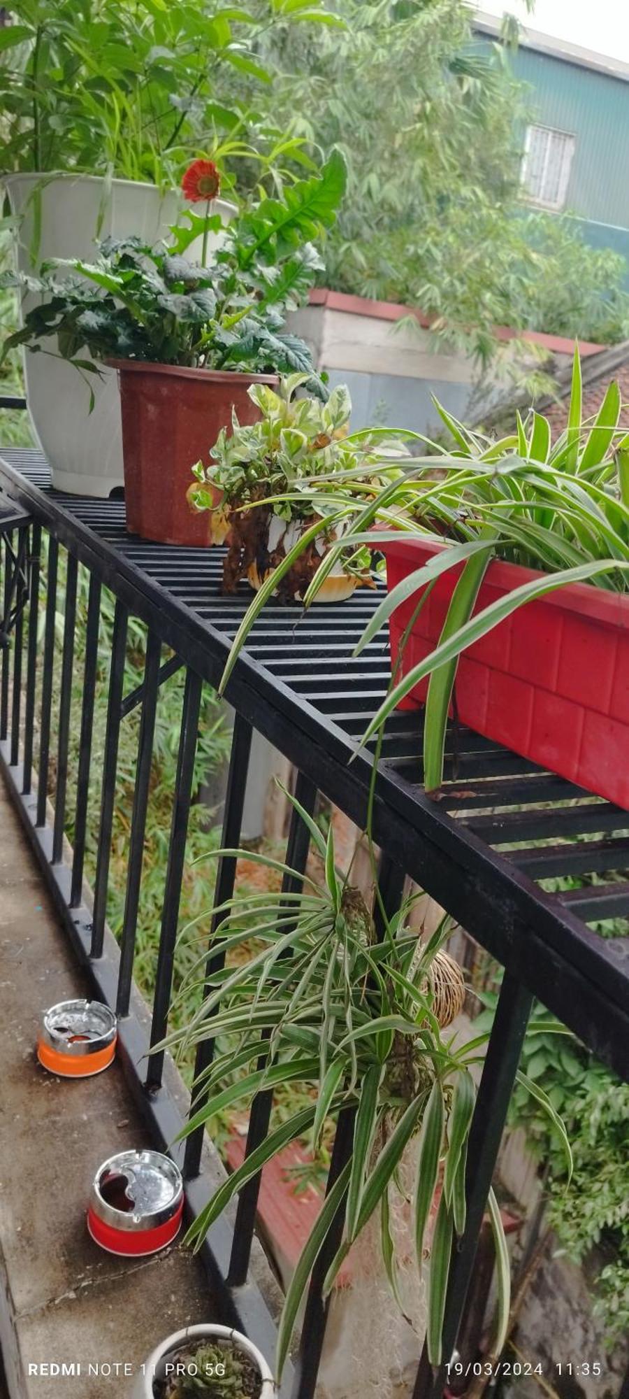 H2 Homestay Pho Co T3 Nhà khách Hà Nội